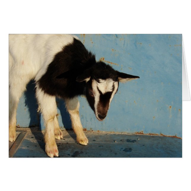 Oreo das Ziegenkid (Vorderseite (Horizontal))