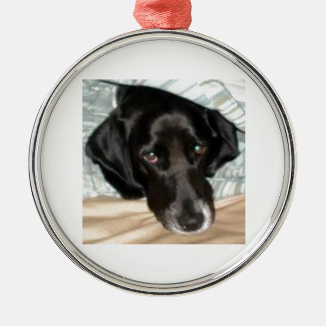 Oreo der englischer Springerspaniel-Hund Silbernes Ornament (Vorne)