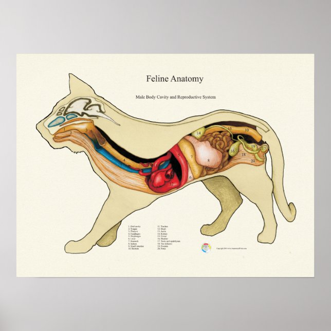 Organanatomie bei Katzen Veterinärdiagramm Poster (Vorne)