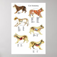 Organanatomie bei Katzen Veterinärdiagramm