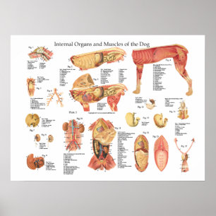 Organanatomie des Hundes Poster