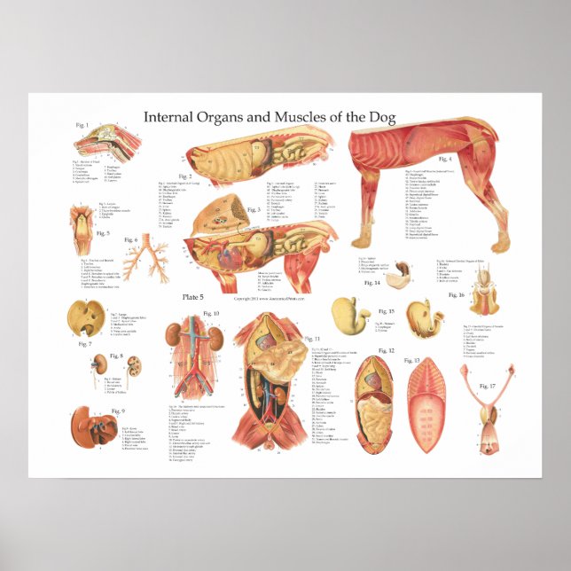 Organanatomie des Hundes Poster (Vorne)