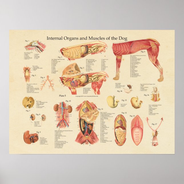 Organanatomische Wandkarte des Hundes Poster (Vorne)