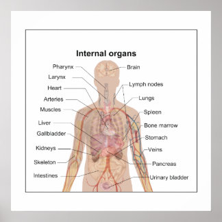 Organdiagramm Poster
