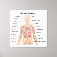 Organinterne Anatomie des menschlichen Körpers
