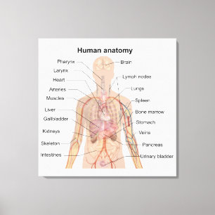 Organinterne Anatomie des menschlichen Körpers Leinwanddruck