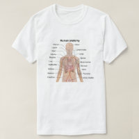 Organinterne Anatomie des menschlichen Körpers