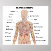 Organinterne Organe Anatomie des menschlichen Körp