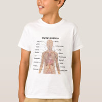 Organinterne Organe Anatomie des menschlichen Körp