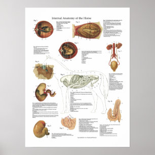 Organinterne Organe Anatomie Veterinärdiagramm Poster