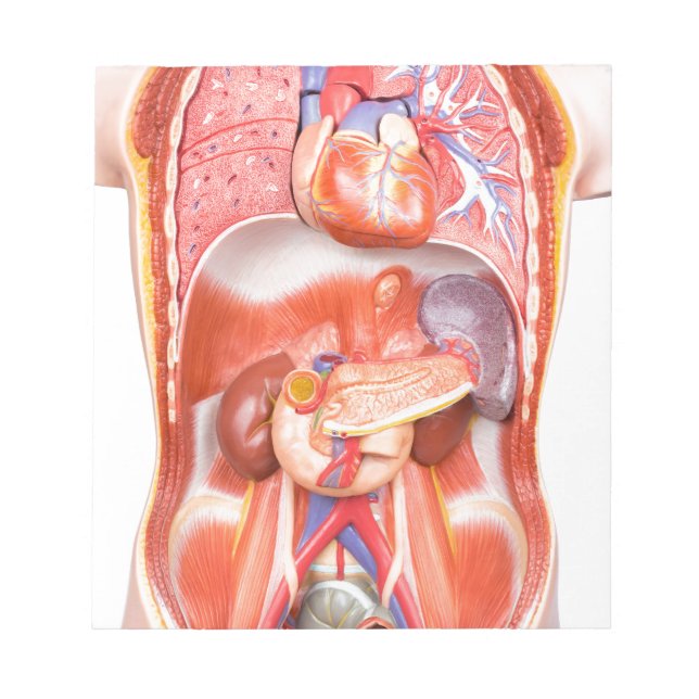 Organisches Torso-Körpermodell Notizblock (Vorderseite)