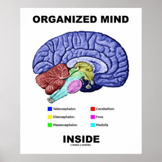 Organisierter Geist im Inneren (Anatomische Gehirn Poster