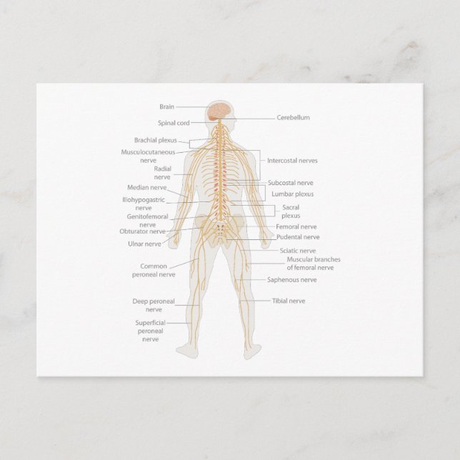 Organsystem des menschlichen Körpers Postkarte (Vorderseite)