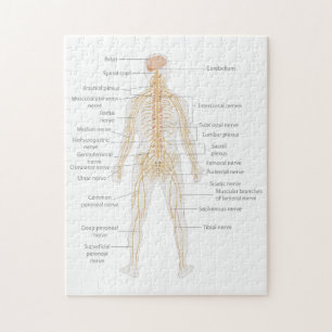 Organsystem des menschlichen Körpers Puzzle