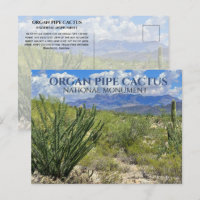 Orgelpfeife Kakteen, Ocotillo Shrub, Ajo Berge