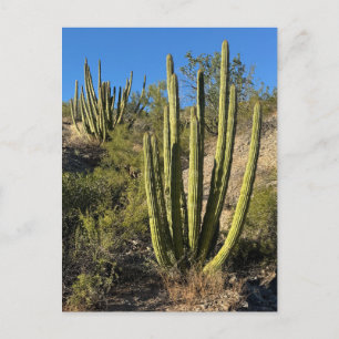 Orgelpfeifenkaktus Fine Art Fotografie Postkarte