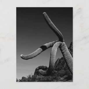 Orgelpipe Park, Saguaro Cactus Art Foto Postkarte