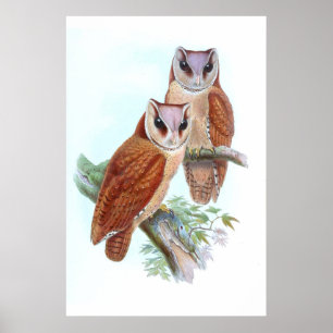 Oriental Bay Barn Owl T - Shirt Poster