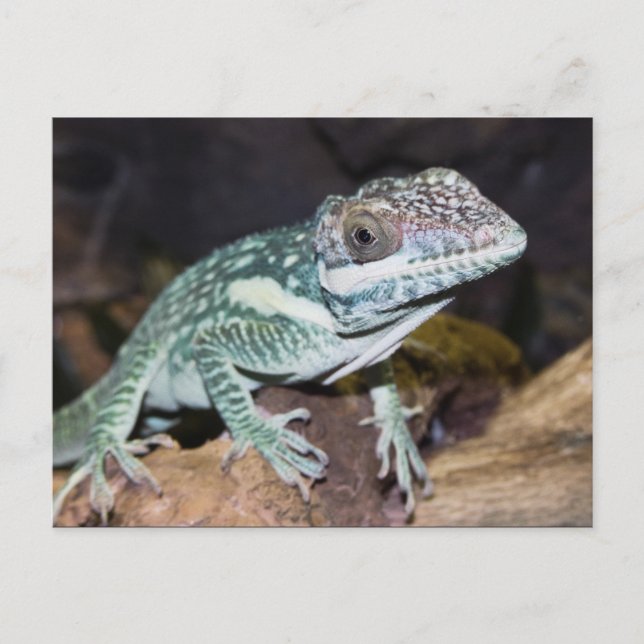 Oriental Knight Anole Lizard nah Postkarte (Vorderseite)