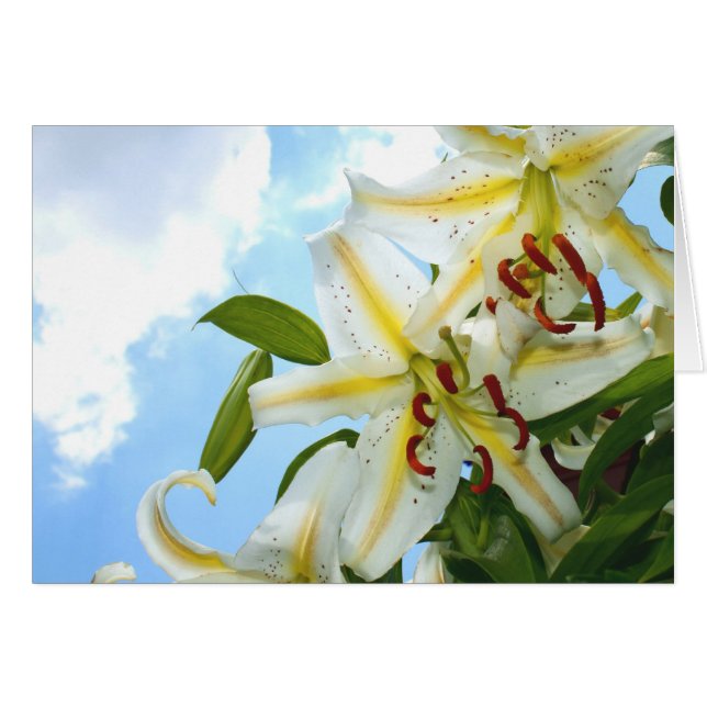 Oriental Lily Card (Vorderseite (Horizontal))