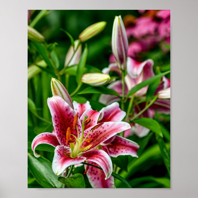 Oriental Lily Poster (Vorne)