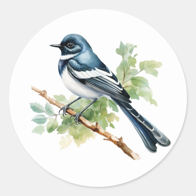 Oriental Magpie-Robin Songbird Stickers (Vorderseite)