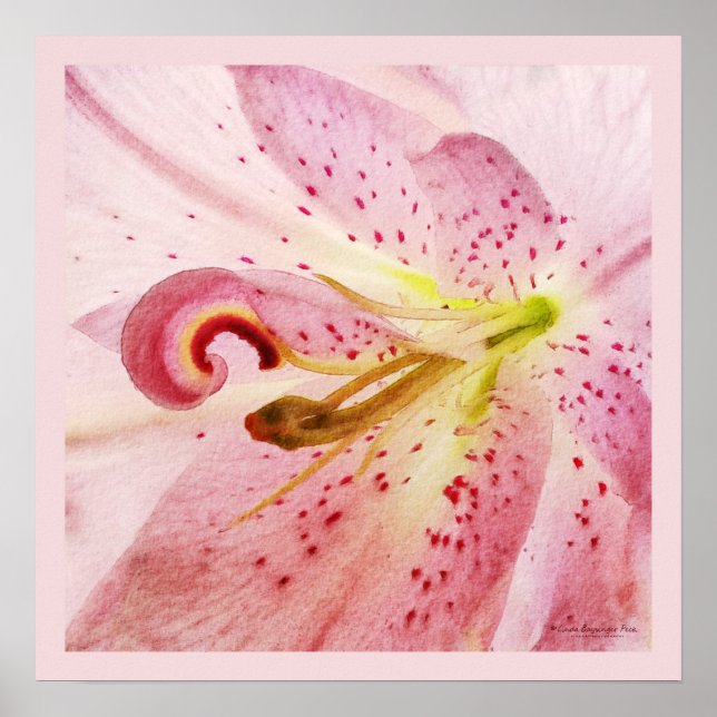 Oriental Pink Lily Poster (Vorne)