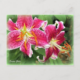 Oriental Pink Stargazer Liege / Garden Postkarte