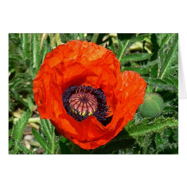 Oriental Poppy (Vorderseite (Horizontal))