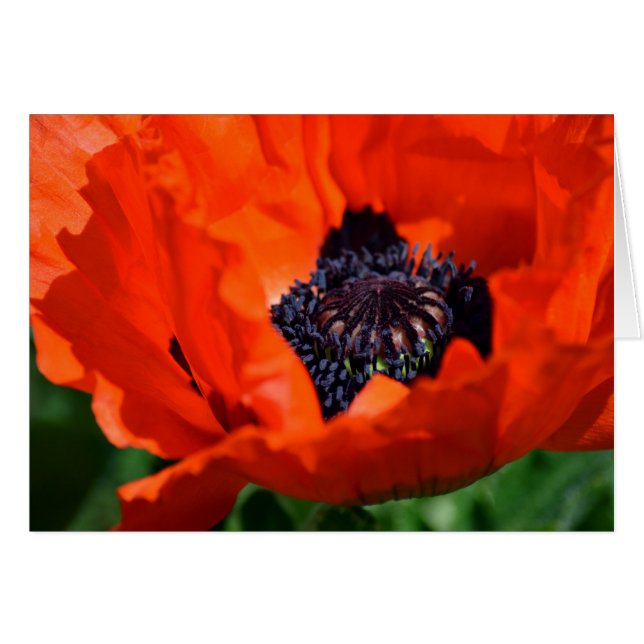Oriental Poppy (Vorderseite (Horizontal))