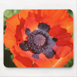 Oriental Poppy Blume Mousepad