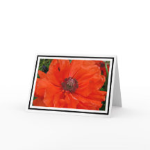 Oriental Poppy Greetings Card