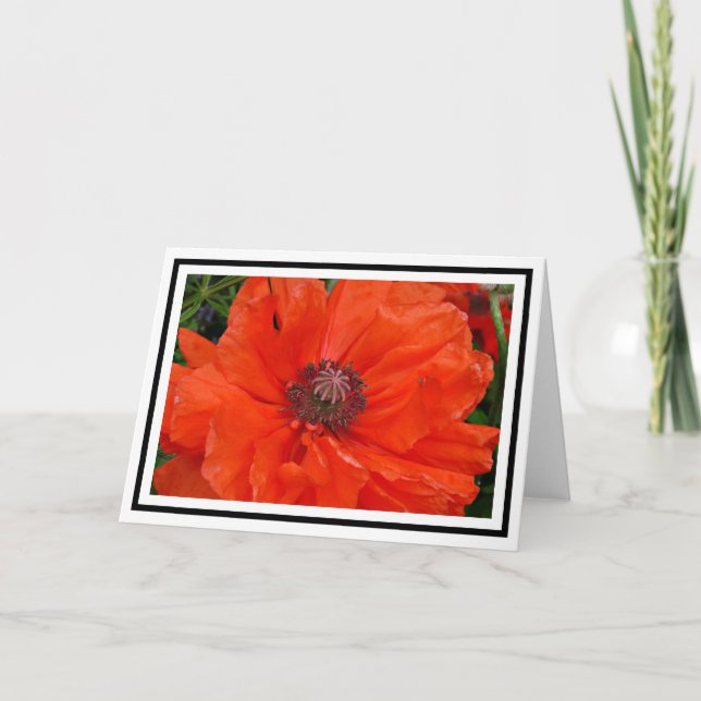 Oriental Poppy Greetings Card Karte (Vorderseite)