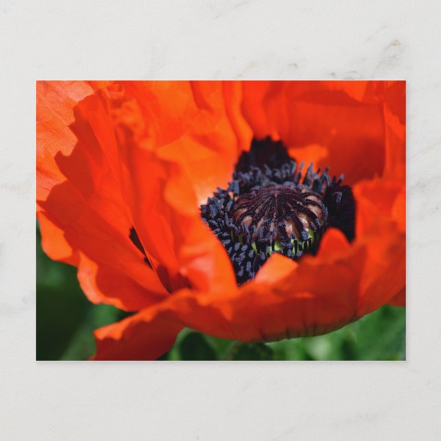 Oriental Poppy Postkarte (Vorderseite)