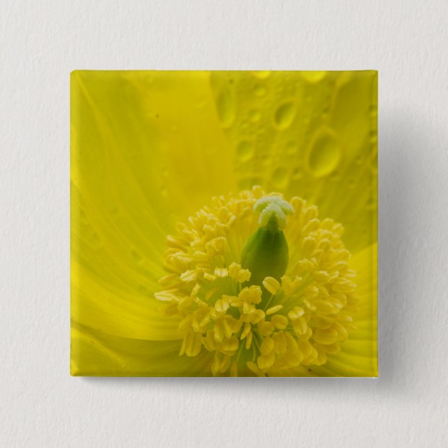 Oriental Yellow Poppy Button (Vorderseite)