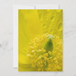 Oriental Yellow Poppy Dankeskarte