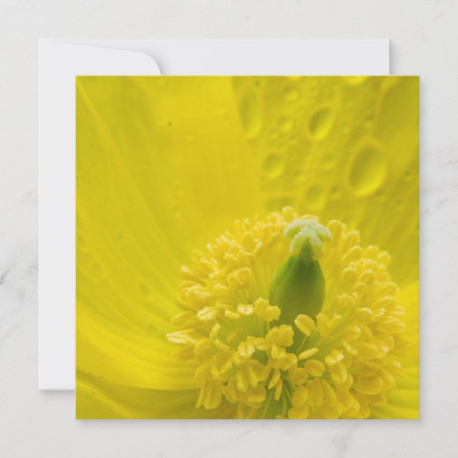 Oriental Yellow Poppy Einladung (Vorderseite)
