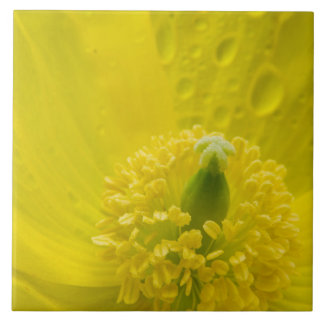 Oriental Yellow Poppy Fliese
