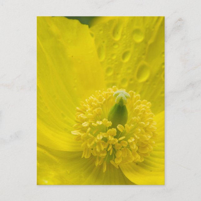 Oriental Yellow Poppy Postkarte (Vorderseite)