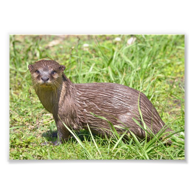 Orientalisch-kleckiger Otter im Gras Fotodruck (Vorne)