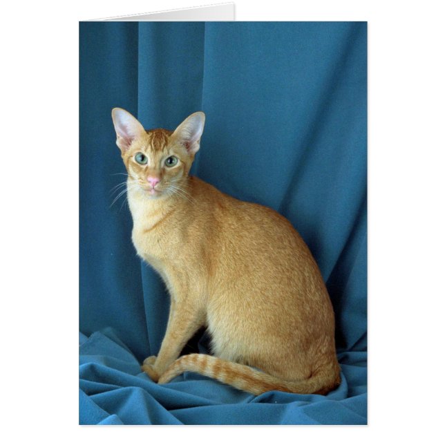 Orientalisch, rot gekickt (Vorne)