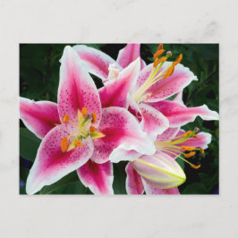 Orientalische Lilie im Vollblut Postkarte