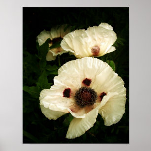 Orientalische Poppies Cream Poster
