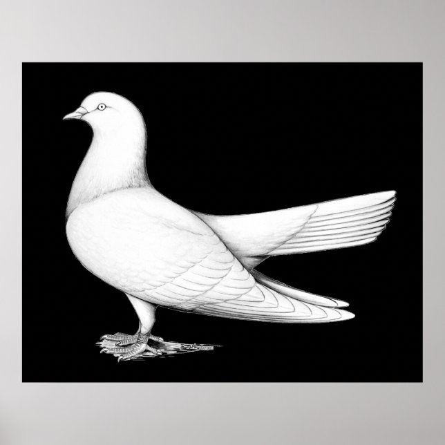Orientalische Rolle: Flugtyp Poster (Vorne)
