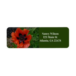 Orientalischer Mohn