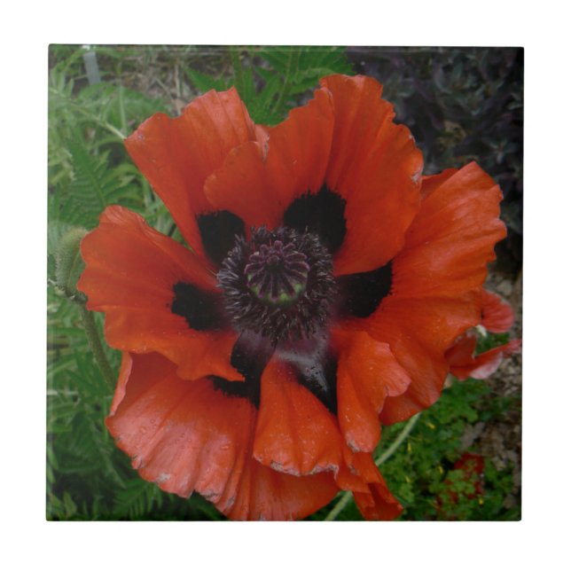Orientalischer Mohn Fliese (Vorderseite)