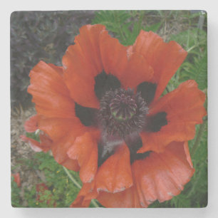 Orientalischer Mohn Getränkecoster Steinuntersetzer