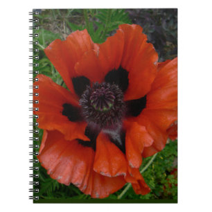 Orientalischer Mohn Notizblock