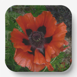 Orientalischer Mohn Pappteller