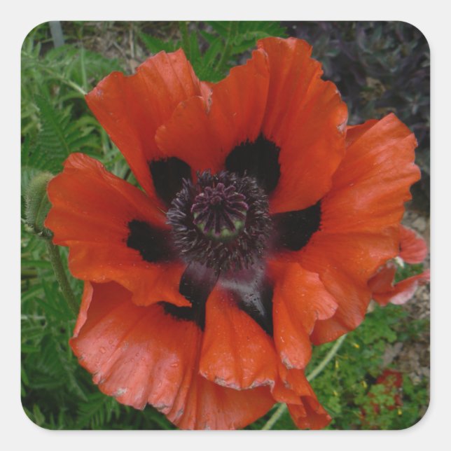 Orientalischer Mohn Quadratischer Aufkleber (Vorderseite)
